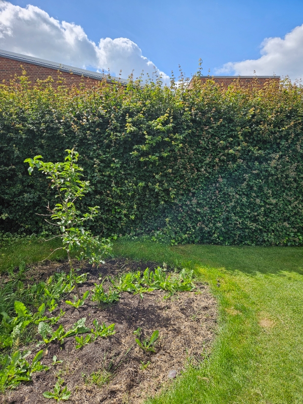 Klipning af hæk til 1,8 m