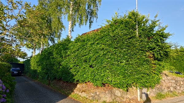 Klipning og bortskaffelse af hæk