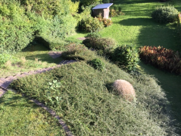 Klipning af hæk en side pludselig toppen