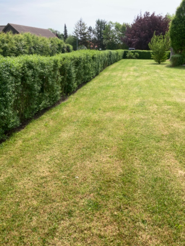 Beskæring af ligusterhæk