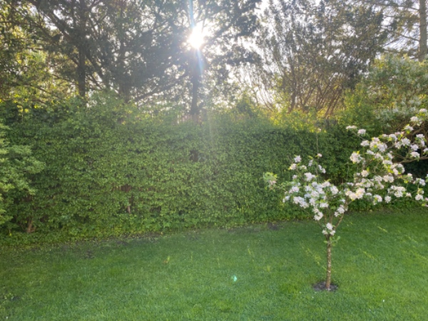 Hække- og buskbeskæring