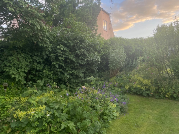 Hækklipning og beskæring af buske