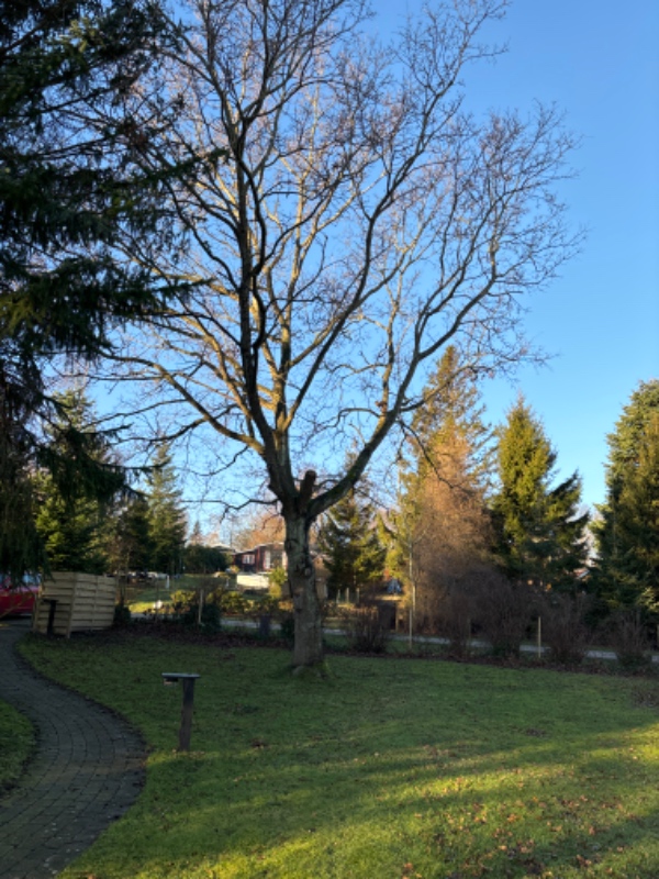 Beskæring af egetræ