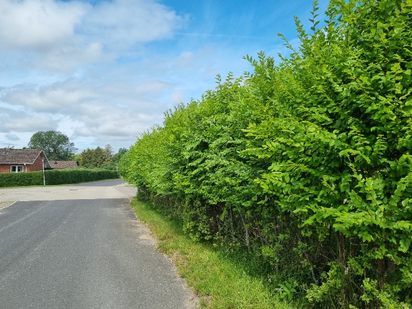 Hækkeklipning, og ligne