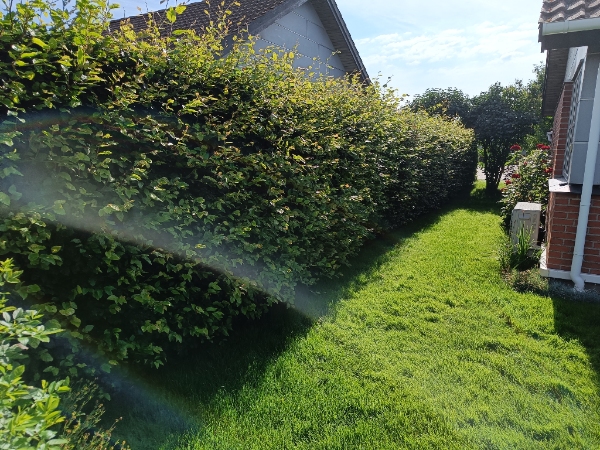 Hækklipning og bortskaffelse af afklip