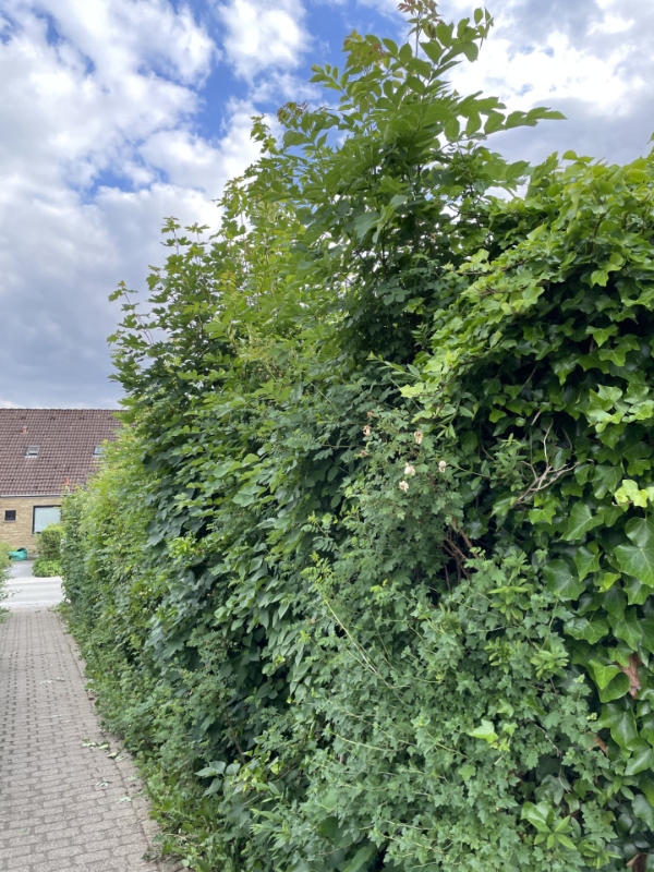 Hækklipning og bortkørsel af affald