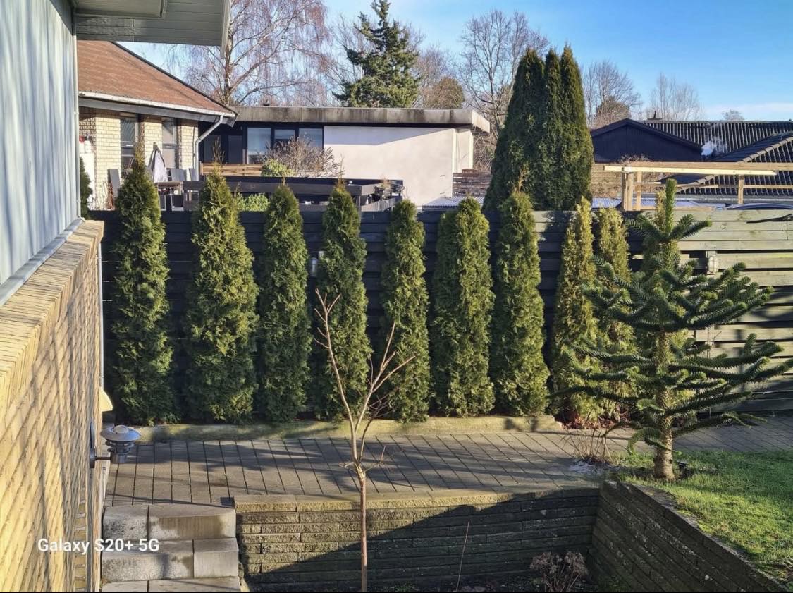 Opgravning, flytning og plantning af hæk