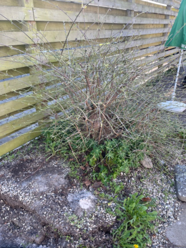 Fjernet jord og kørt væk og have fjernet en god