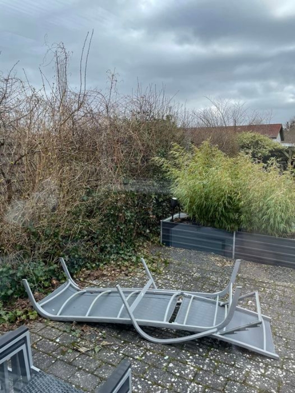 Beskæring af tjørnehæk