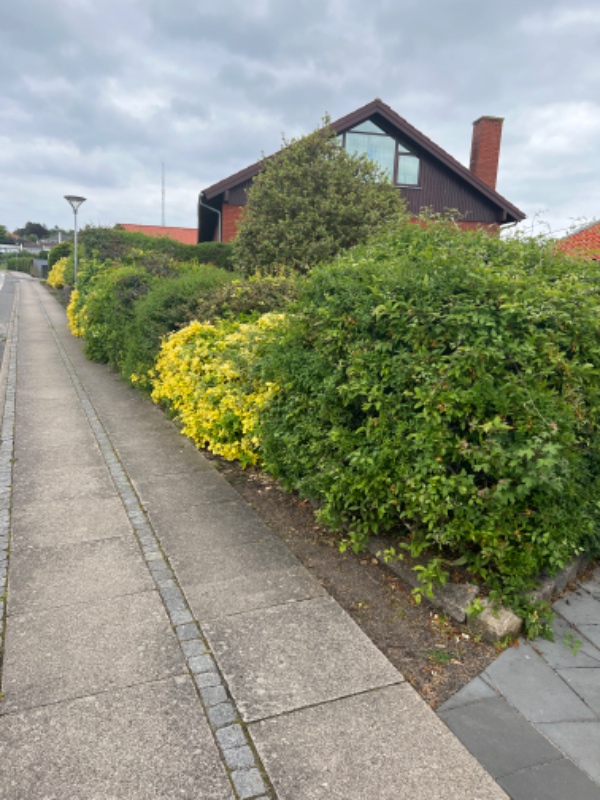 Hækklipning og affaldsfjerning