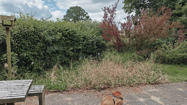 Græsslåning og hækklipning