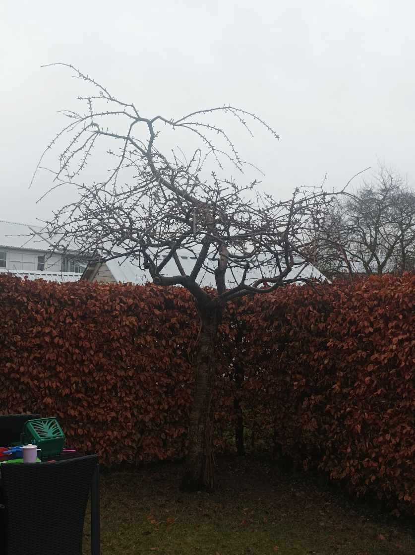 Jeg har et mindre træ i haven som trænger til en sundheds beskæring