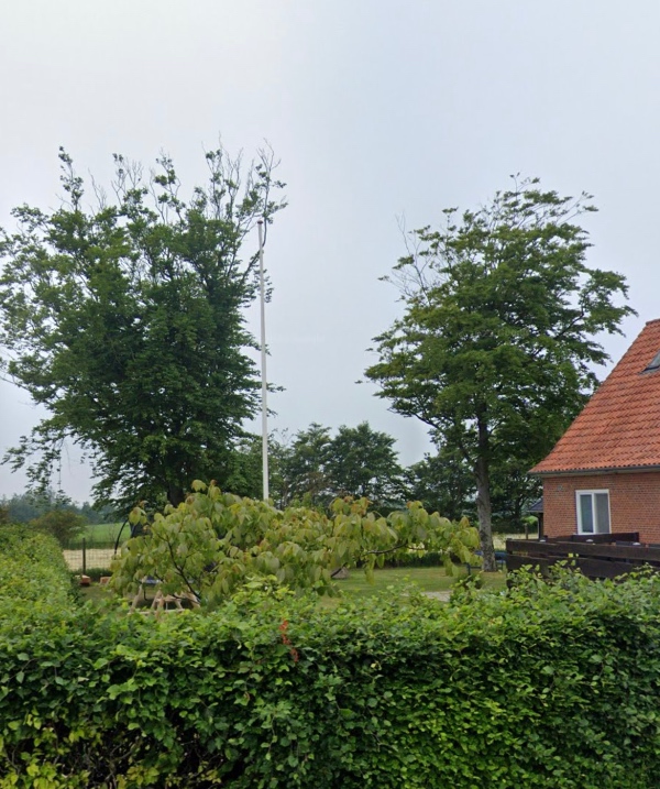 Beskæring af bøgetræer