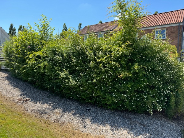 Hækklipning og fjernelse af afklip