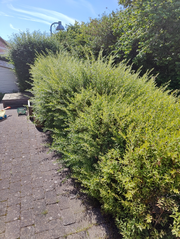 Hækklipning af 45 meter hæk