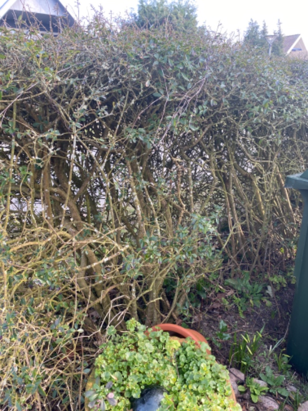 Beskæring af overgroet hæk