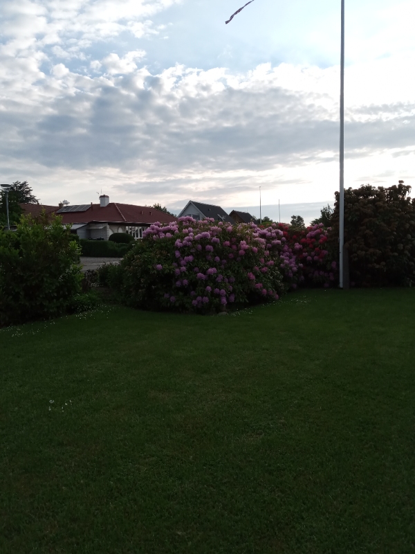 studsning af mindre buske samt udtynding af rhododendrod bed