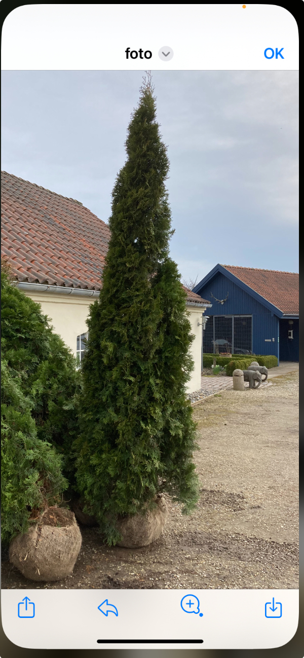 Plantning af træer