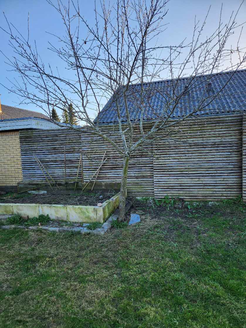 Fælde 2 træer i min have