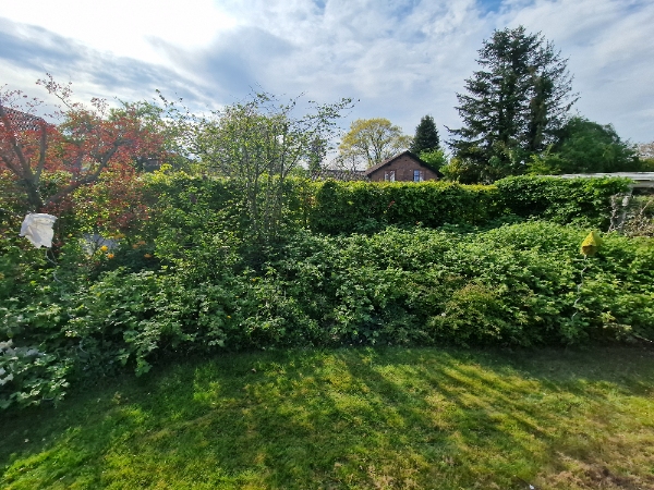 Ryddet et bed som skal klargøres med sand til drivhus. Ca 20 m2