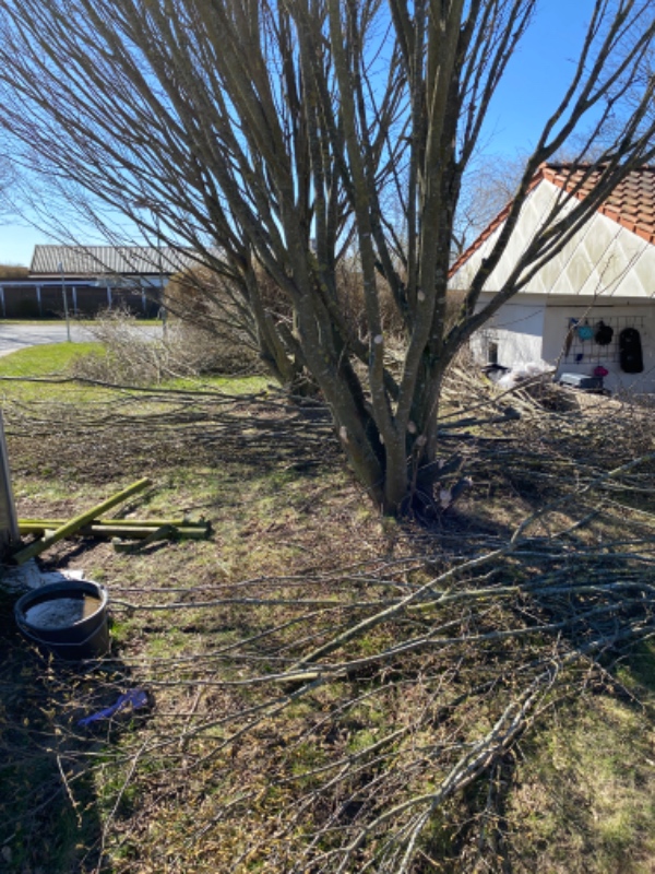 Bortkørsel af træbesæring