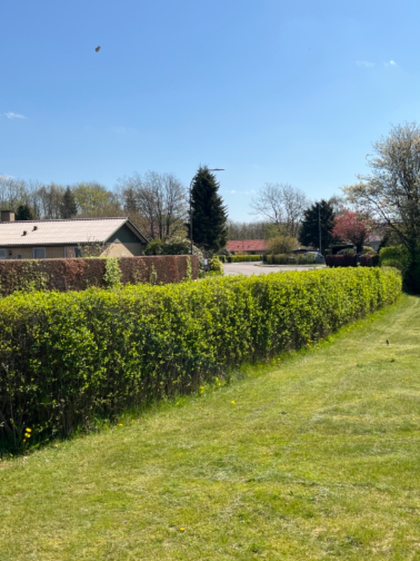 Fjernet ukrudt i og omkring hæk på hjørnegrund