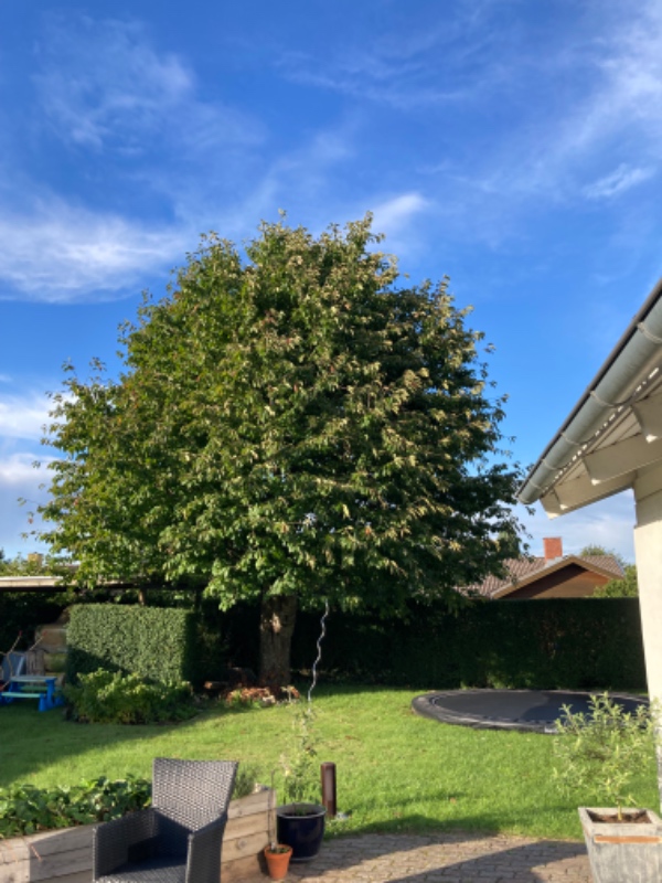 Beskæring af ca. 9-10 meter højt træ