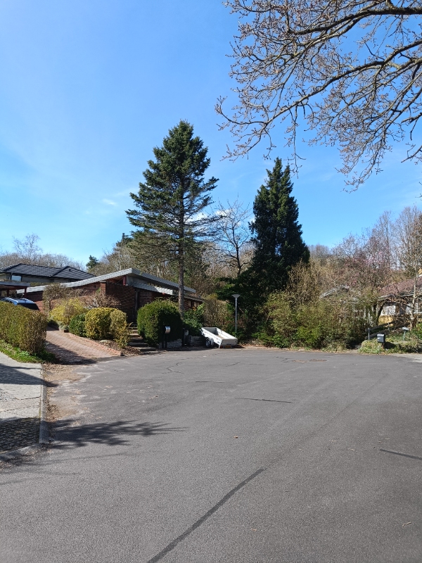 15 meter højt grantræ fældes-rodfræses og bortkøres.