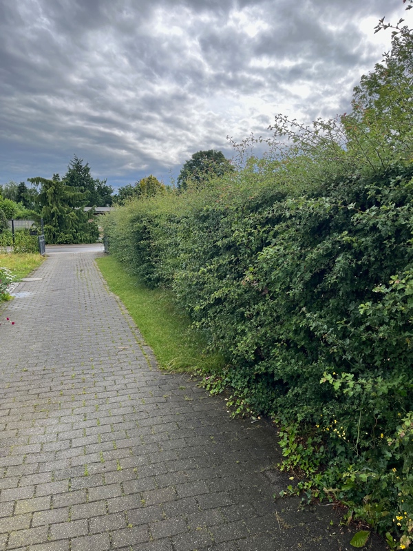 Klippning af 110m tjørnehæk