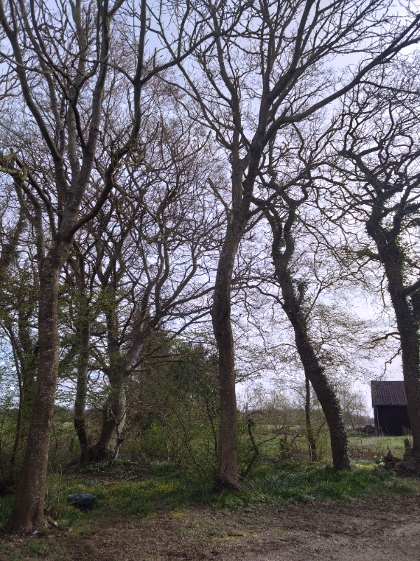 Beskæring af træer