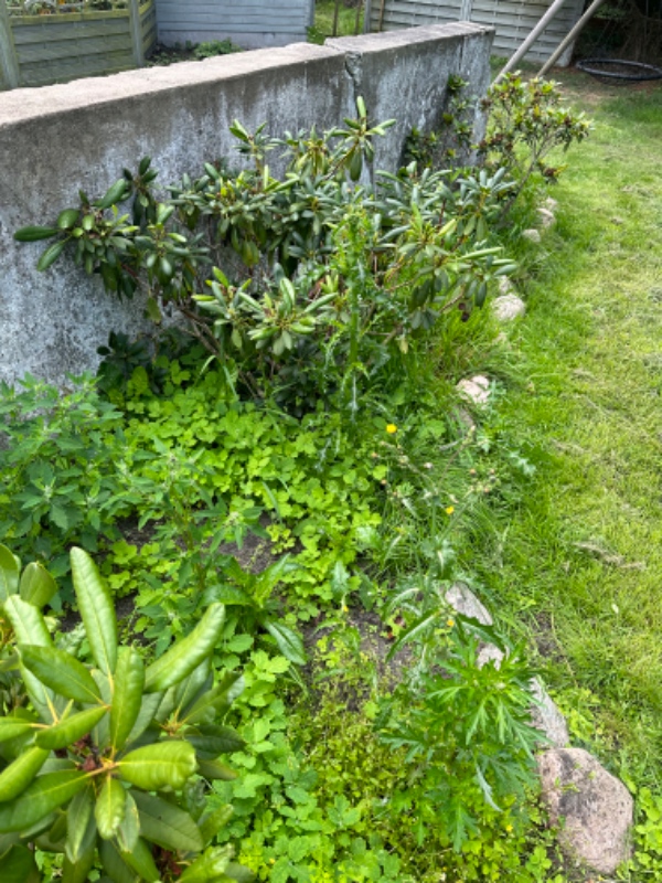 Ukrudt, trimning og generel havearbejde