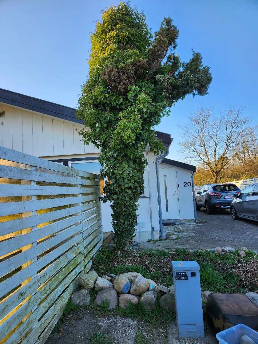 Fælde 2 træer i min have