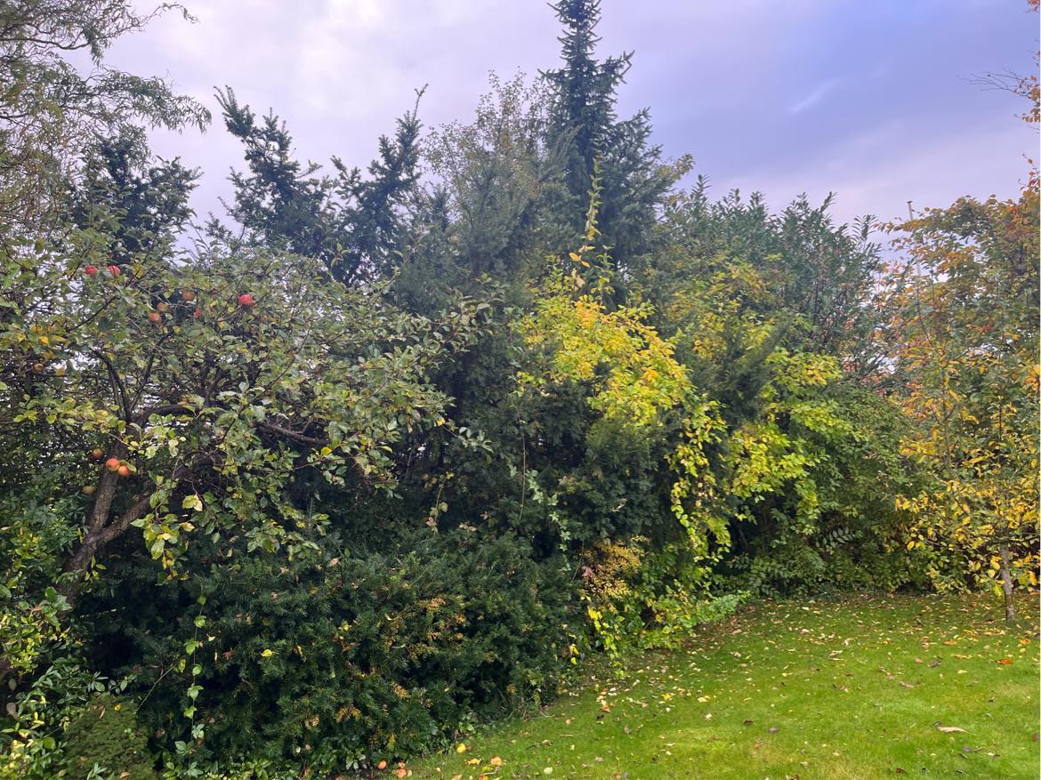 Beskæring/trimning af træer/buske