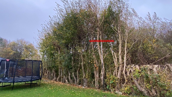 Beskæring af læhegn