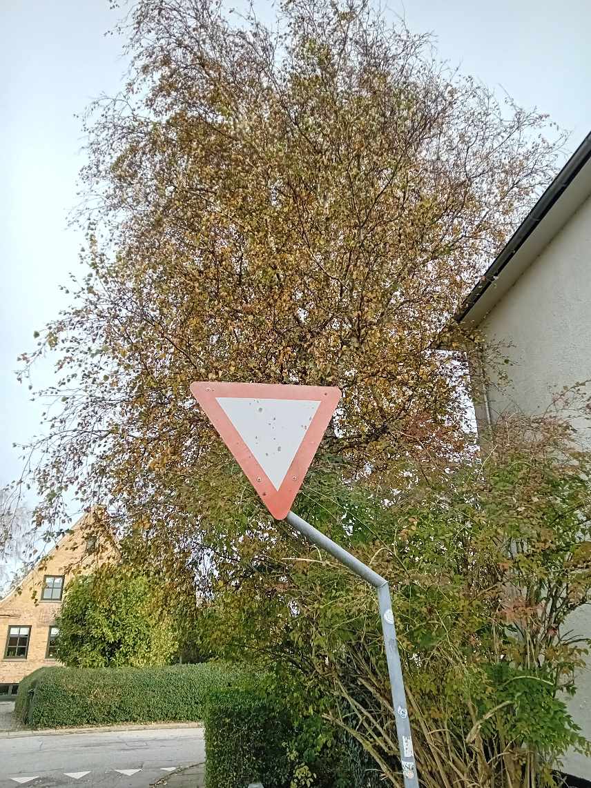 Fældning af 2 stk træer,grov tilskæring af 2 stk træer og afskaffelse af træet