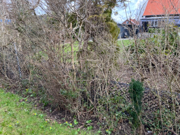 12 m hæk, fjern den gamle og plant nye taksplanter