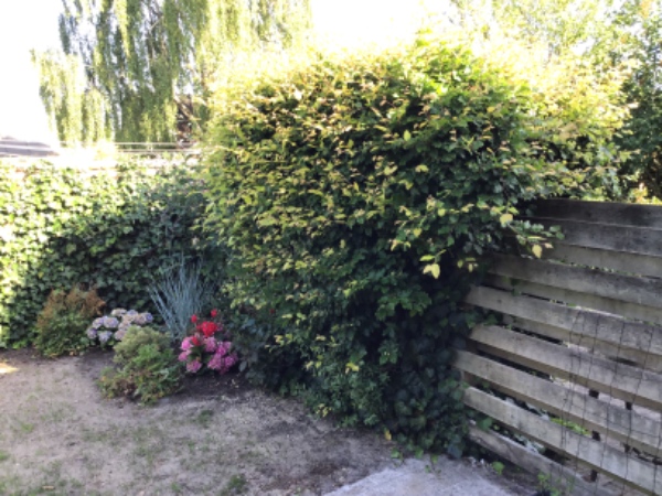Klippe hæk, evt beskære syrenbusk