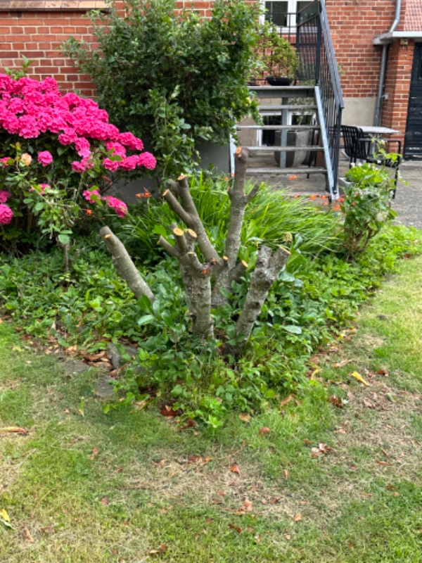 Træfældning af større hæg samt fældning af lille blommetræ og fjernelse af to stuppe fra tidligere f