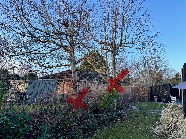 Træbeskæring i have