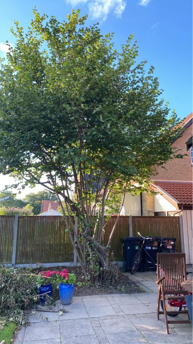 Træfældning + bortkørsel