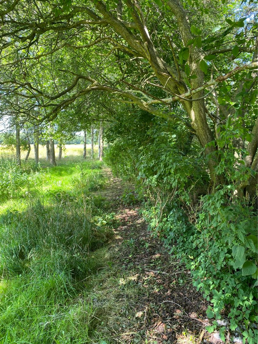 Trådhegn ca 160 skal opsættes