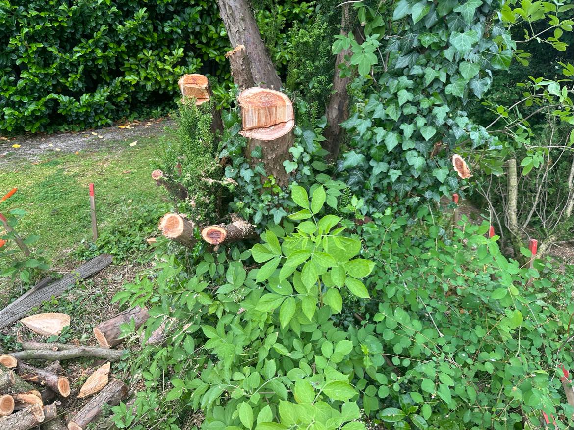 Fræsning af træstub