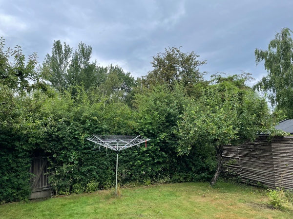 Beskæring af høj hæk