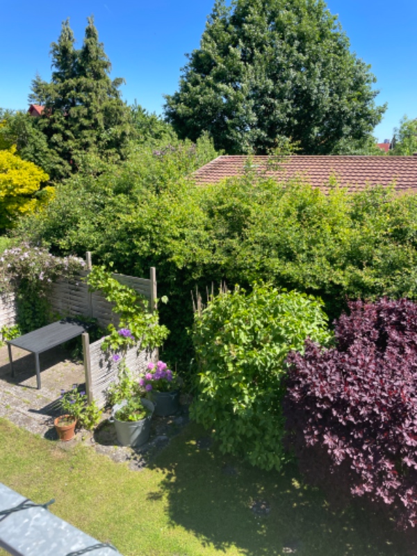 To sider hæk. Over 2 meter høj, klippes og bortskaffes. Medbring selv klipper og stige.