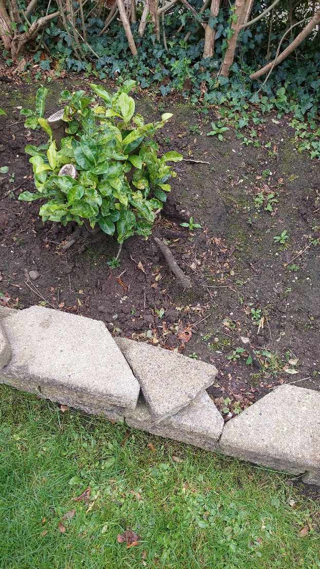 Havehjælp: Jeg vil gerne have fjernet en laurbær-kirsebær busk (klippet ned) og især roden.