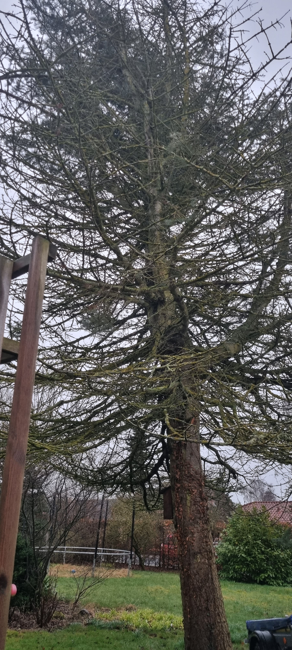 Fældning af høj blågran, der er gået ud.