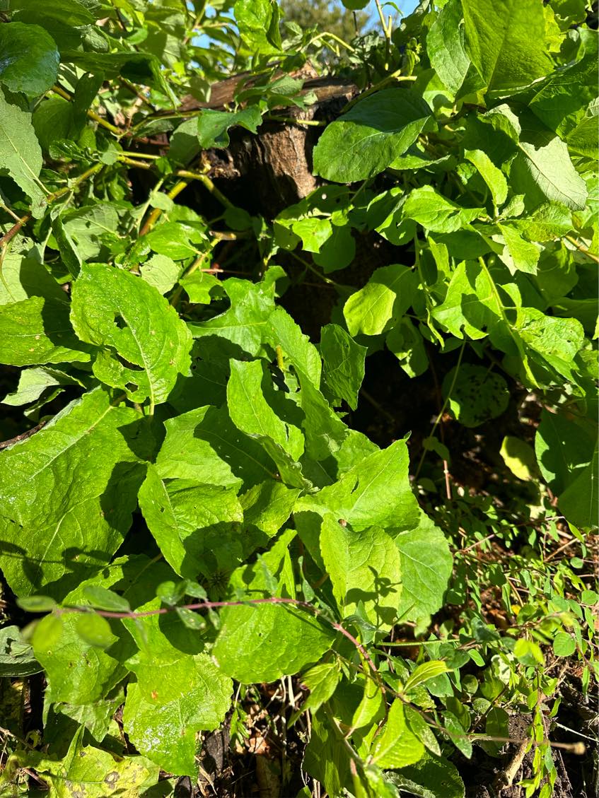 Rodfræsning af stamme (diameter 85cm)