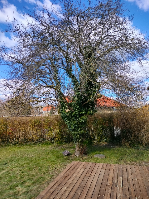 beskæring af 1 træ