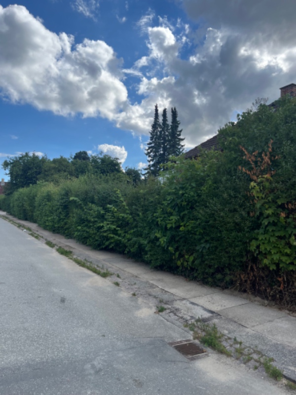 Hækklipning og bortskaffelse