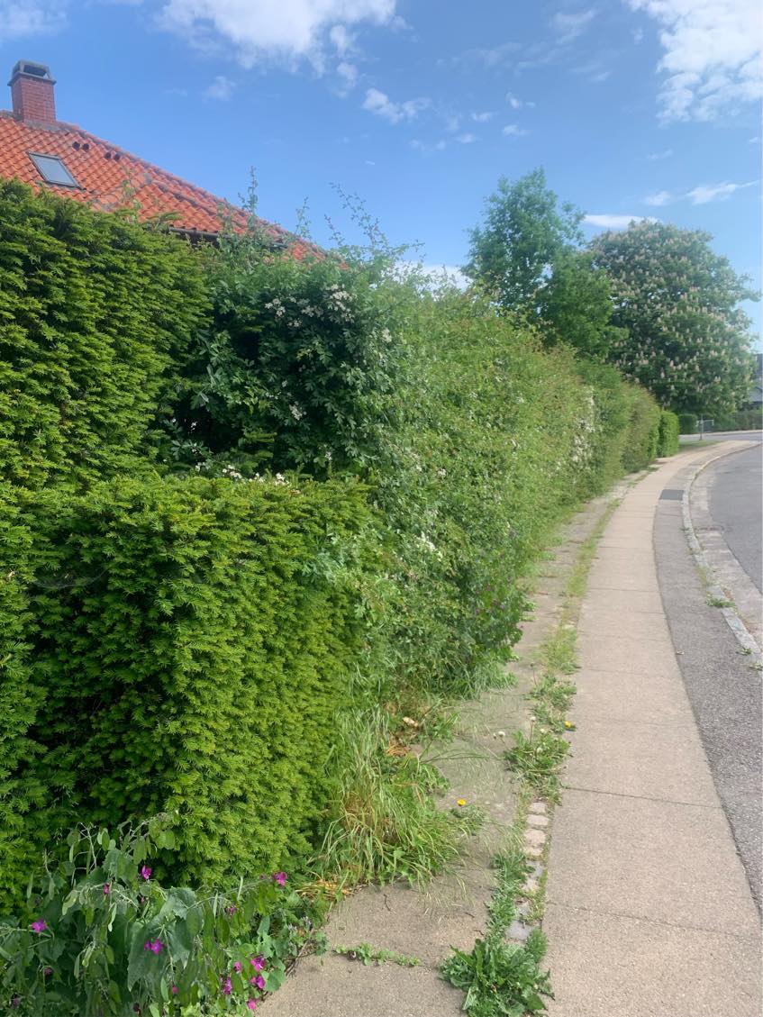 Hækklipning og beskæring